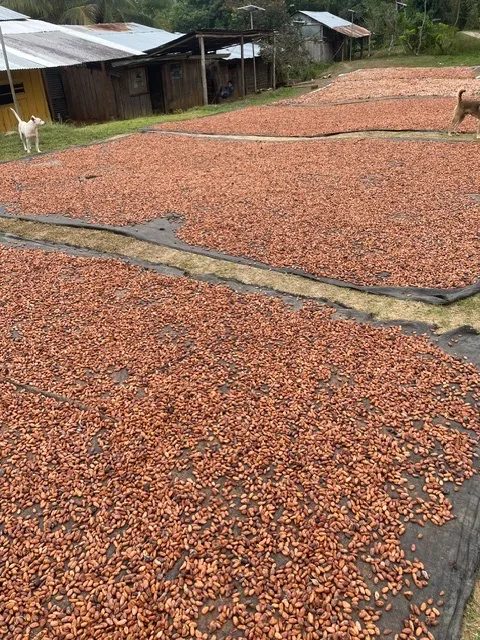 カカオ豆の天日干しの様子