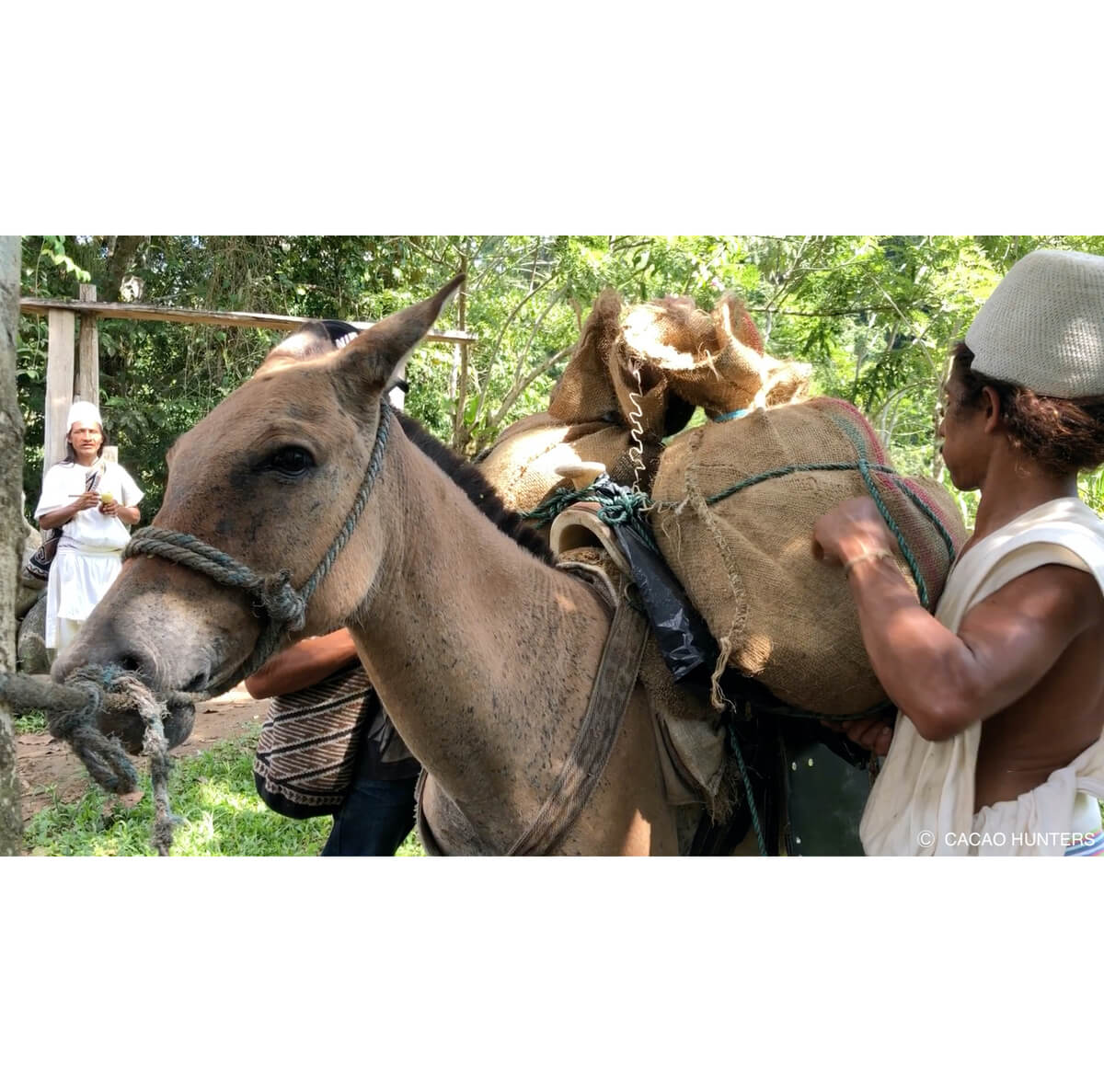 CACAO HUNTERS
