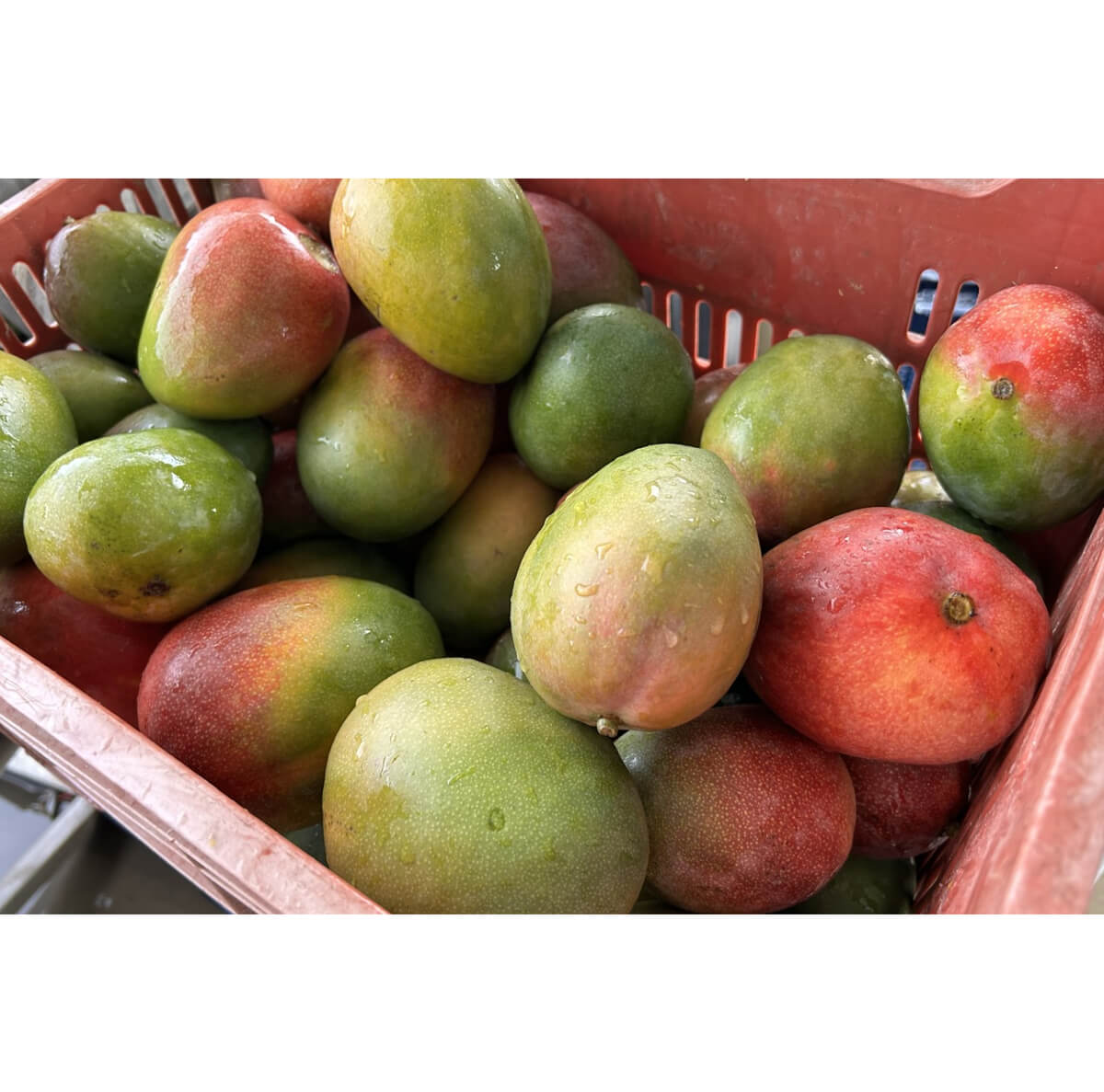 Wismettacフーズ株式会社 (ウィズメタック)