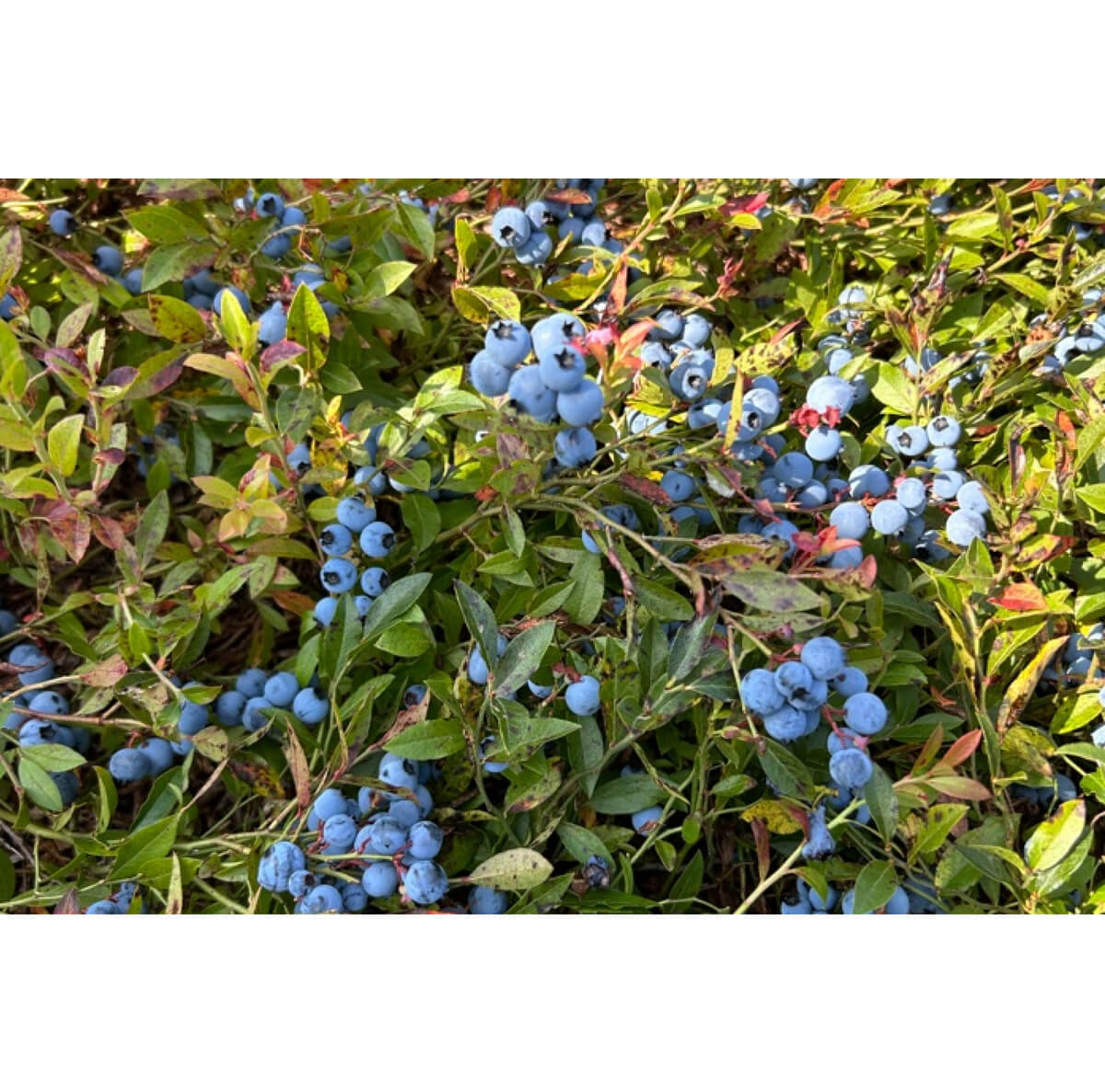 Wismettacフーズ株式会社 (ウィズメタック)