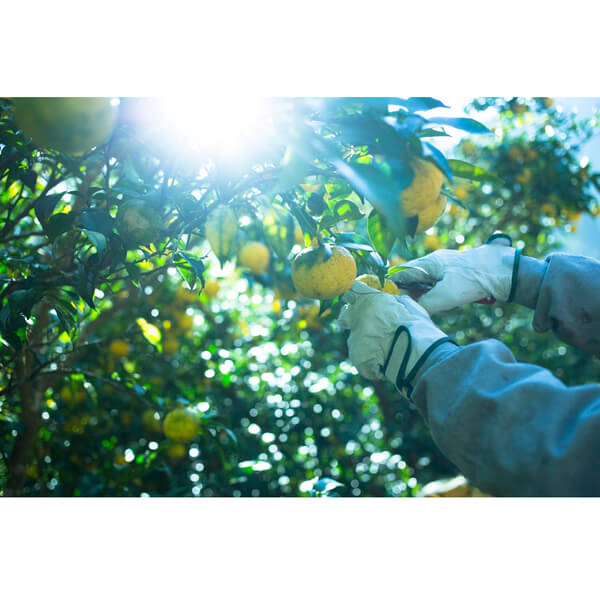 株式会社黄金の村