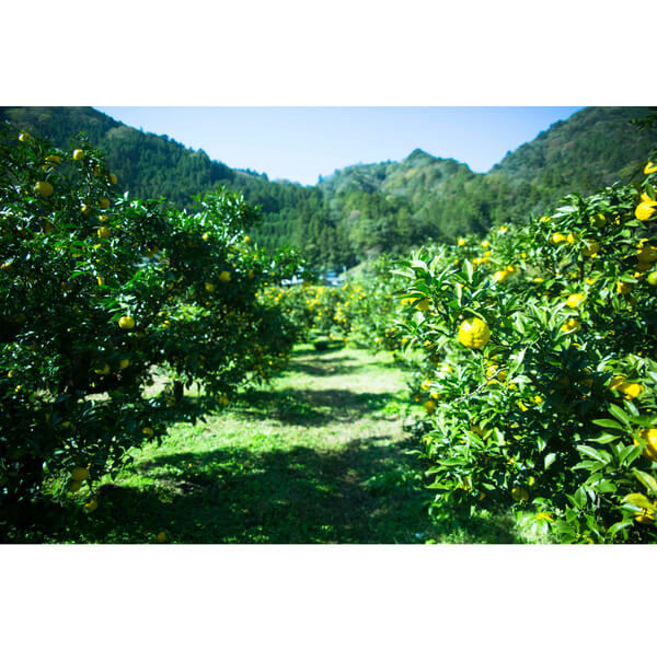 株式会社黄金の村