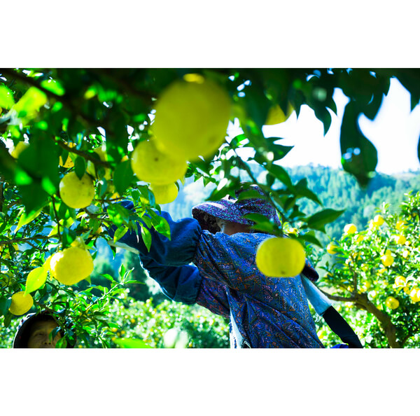 株式会社黄金の村