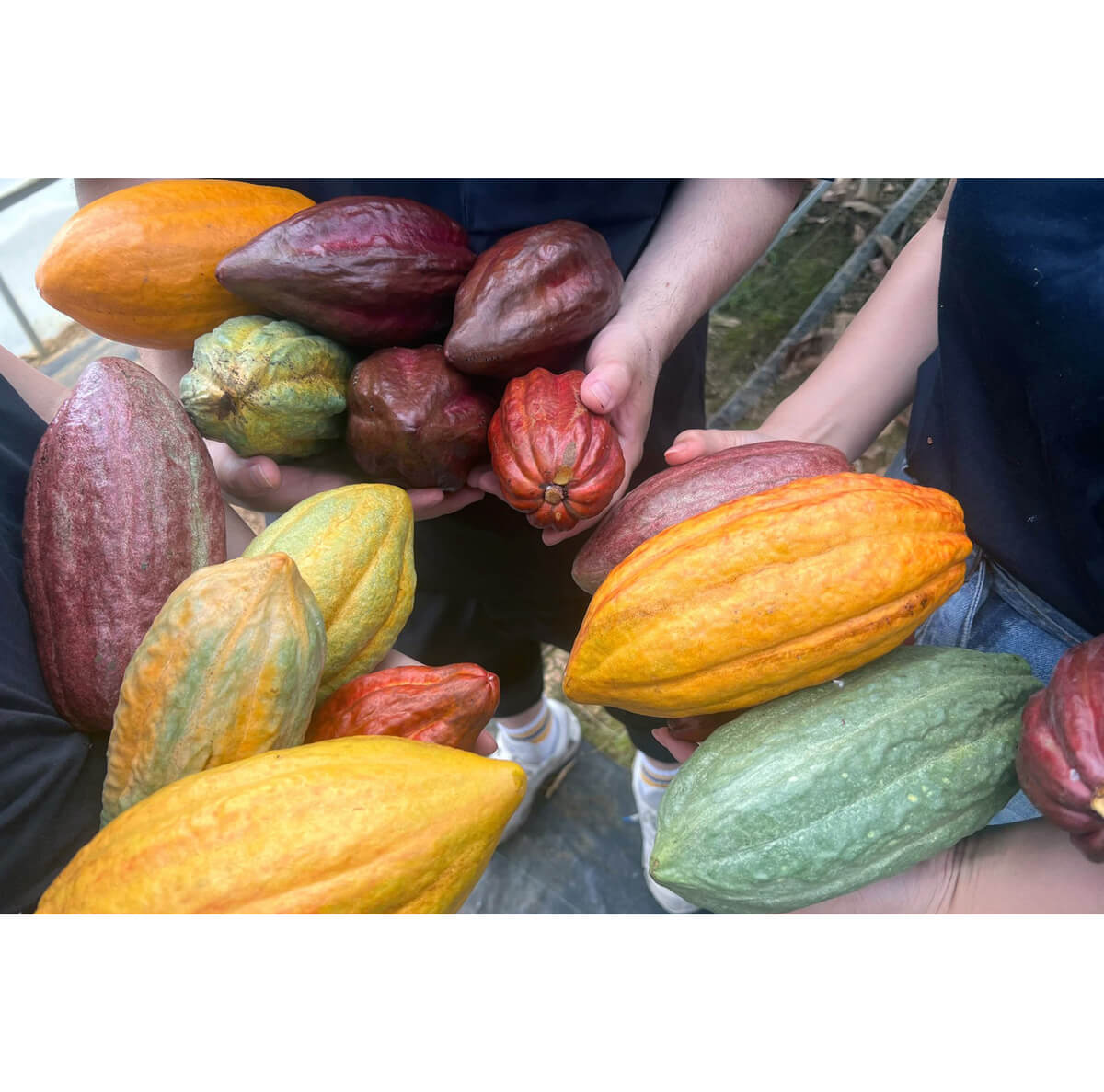 Minimal - Bean to Bar Chocolate -（ミニマル　ビーントゥバーチョコレート）