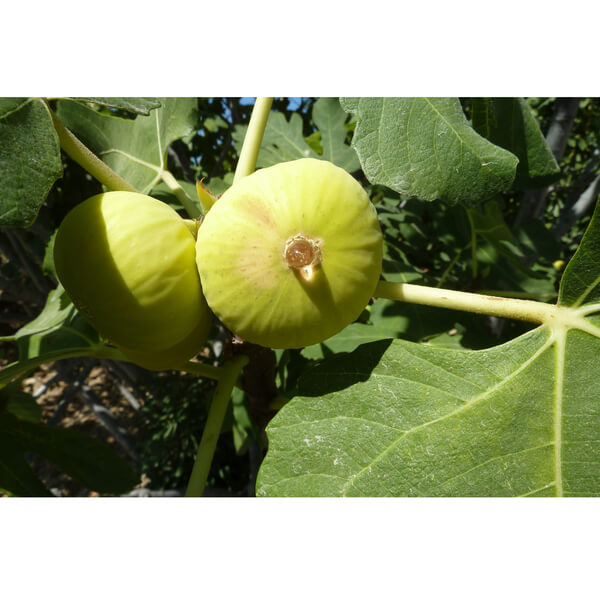 Osman Akca (オスマン アクチャ)