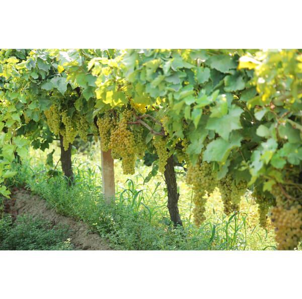 Osman Akca (オスマン アクチャ)