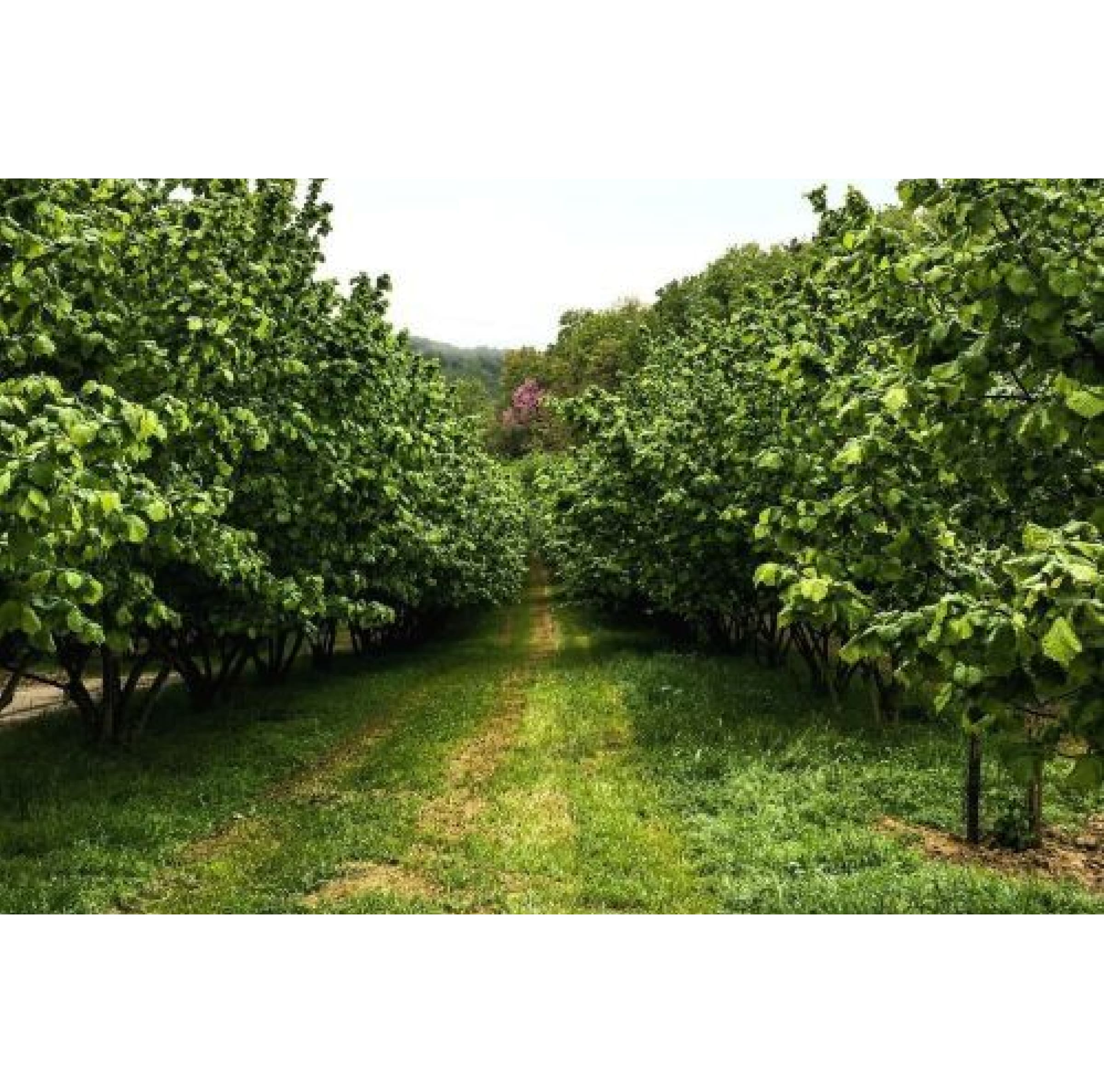 PARIANI（パリアーニ）