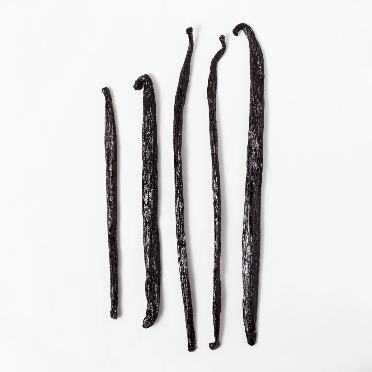 マダガスカル産タヒチ種 (タヒテンシス種) 300