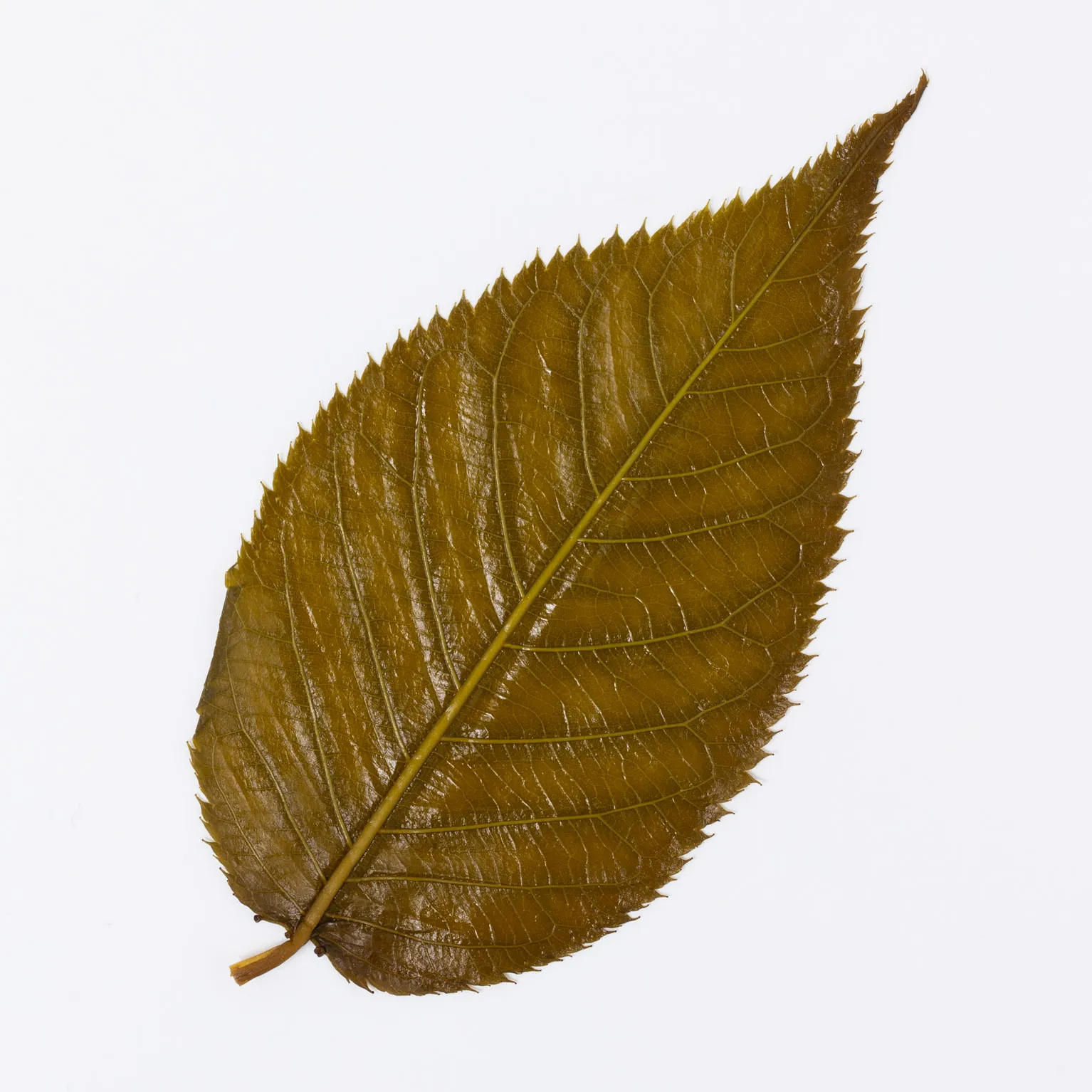 桜葉塩漬(中国産) 50