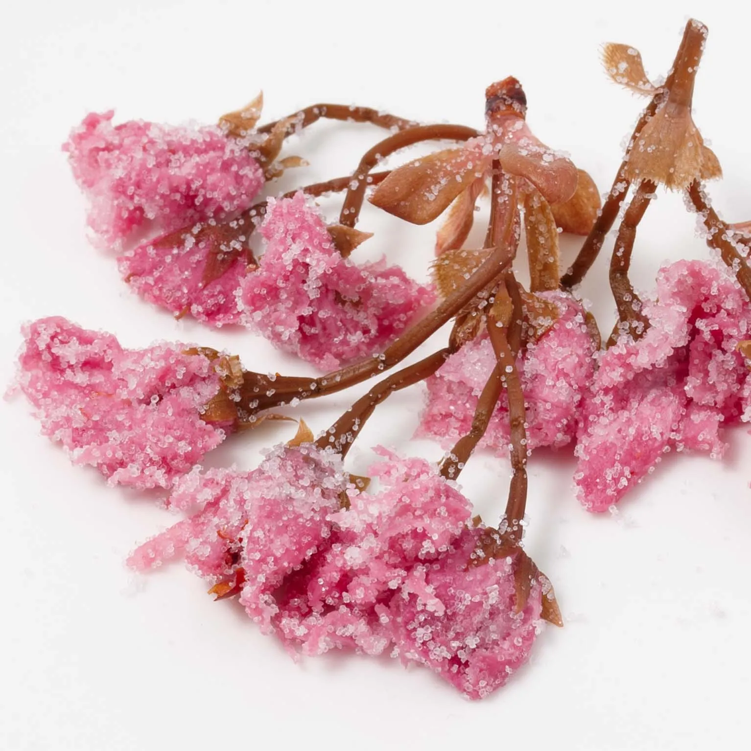 桜花漬 関山 赤 1