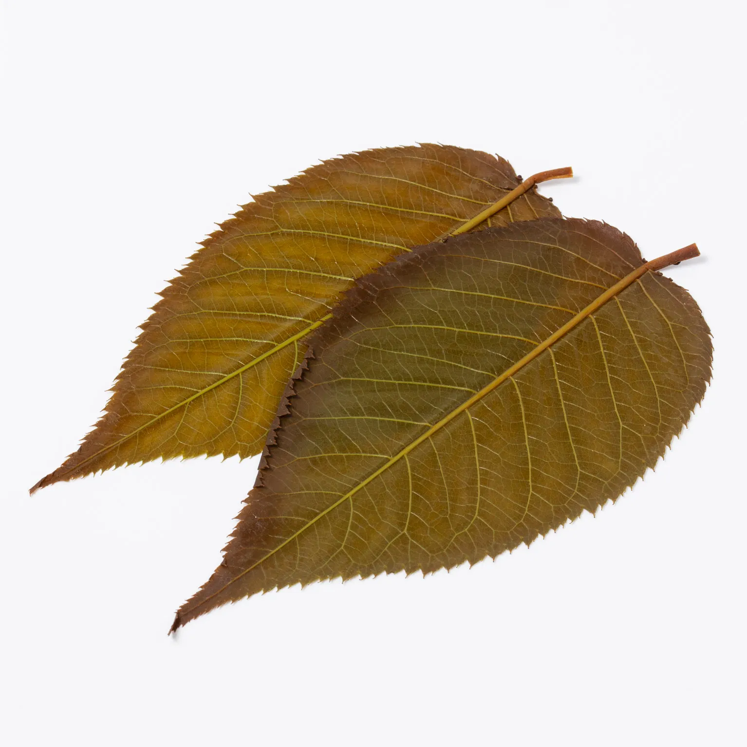 桜葉塩漬(中国産) 50